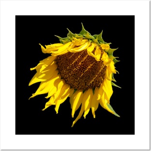 Sunflower Sunshine Shadows Posters and Art